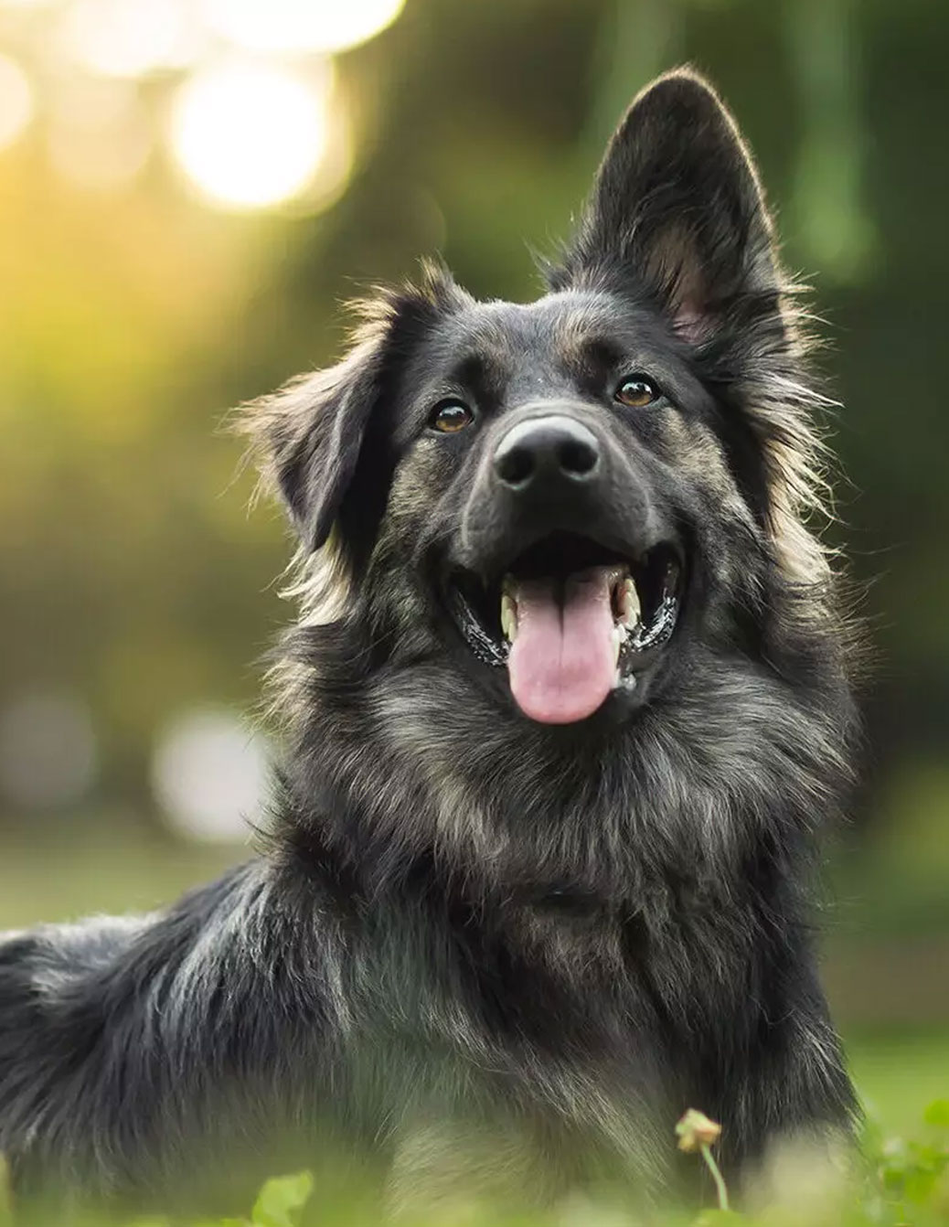Leading Pet Brand AI SEO Results